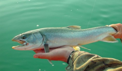 ������������� ������ ���������� ����� ������� ������ �������� ��������