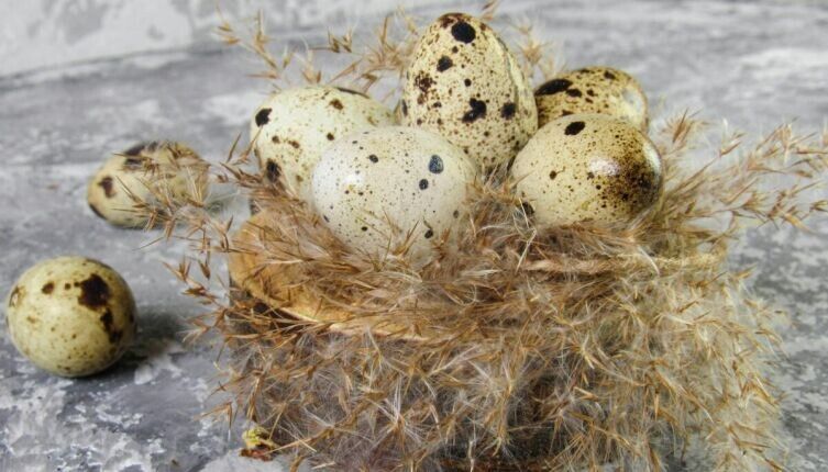 Почему перепелиные яйца стали вашим идеальным выбором для здоровья?