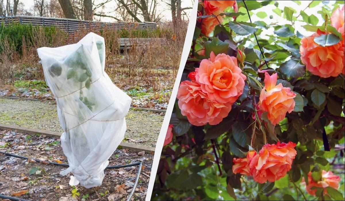 Как сохранить розы зимой: простые шаги для защиты от холода