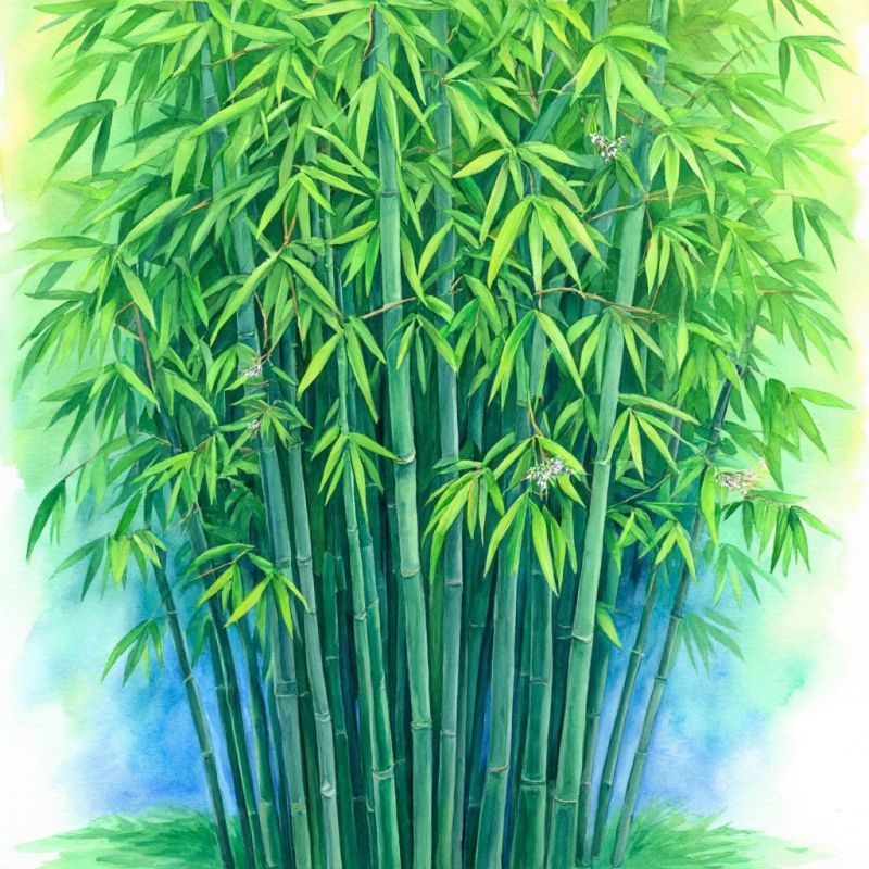 Бамбук: строительство на грани экологического прорыва