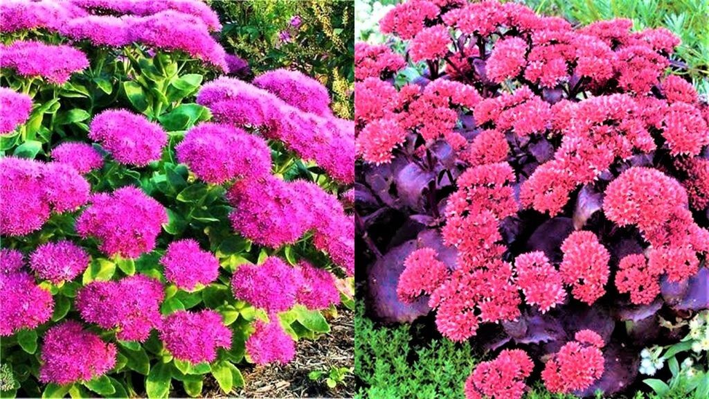 Летняя жара больше не пугает — сад перестал зависеть от полива и стал ярче