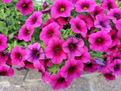 ������ ����� ������� � ������� � ��� ���������� ��� ��� ������� ��������