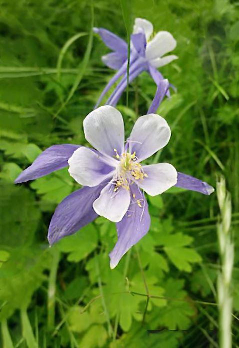 ����� ��������� ����: ����� �������� ������ ��� �������