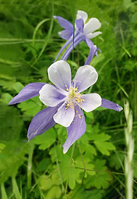 Тайны северного сада: какие растения оживят ваш участок