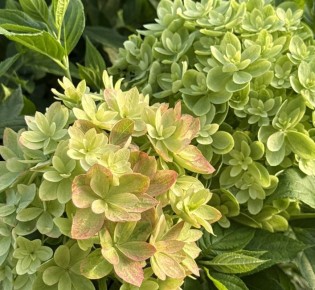 ����� ����������� ���������, ������� ������������ ����� ��������