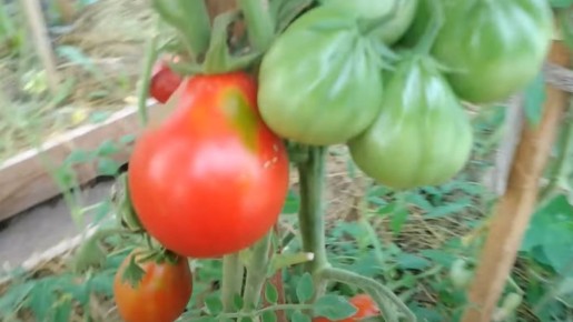 Томаты Японский трюфель: экзотика вашего огорода круглый год