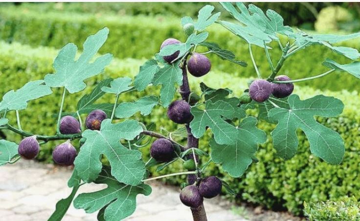 Идеальная формировка инжира: секреты успешного ухода за растением в 2025 году