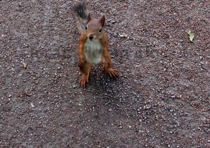 Как правильно кормить белок: дерзкие советы и запрещенные продукты