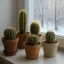 Как сохранить кактусы в зимний период: советы для домашних цветоводов