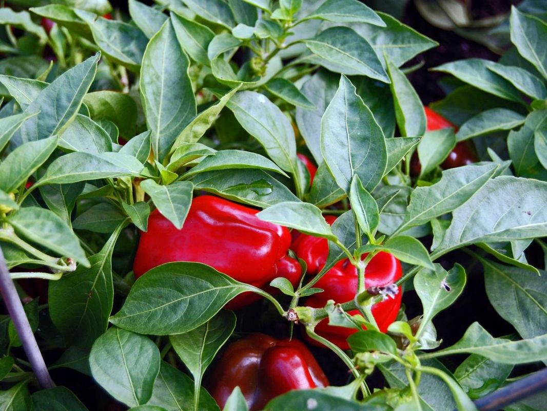 ������� ��������� ����� �����: ���� � ������� �������� ������� � ����������� ���������