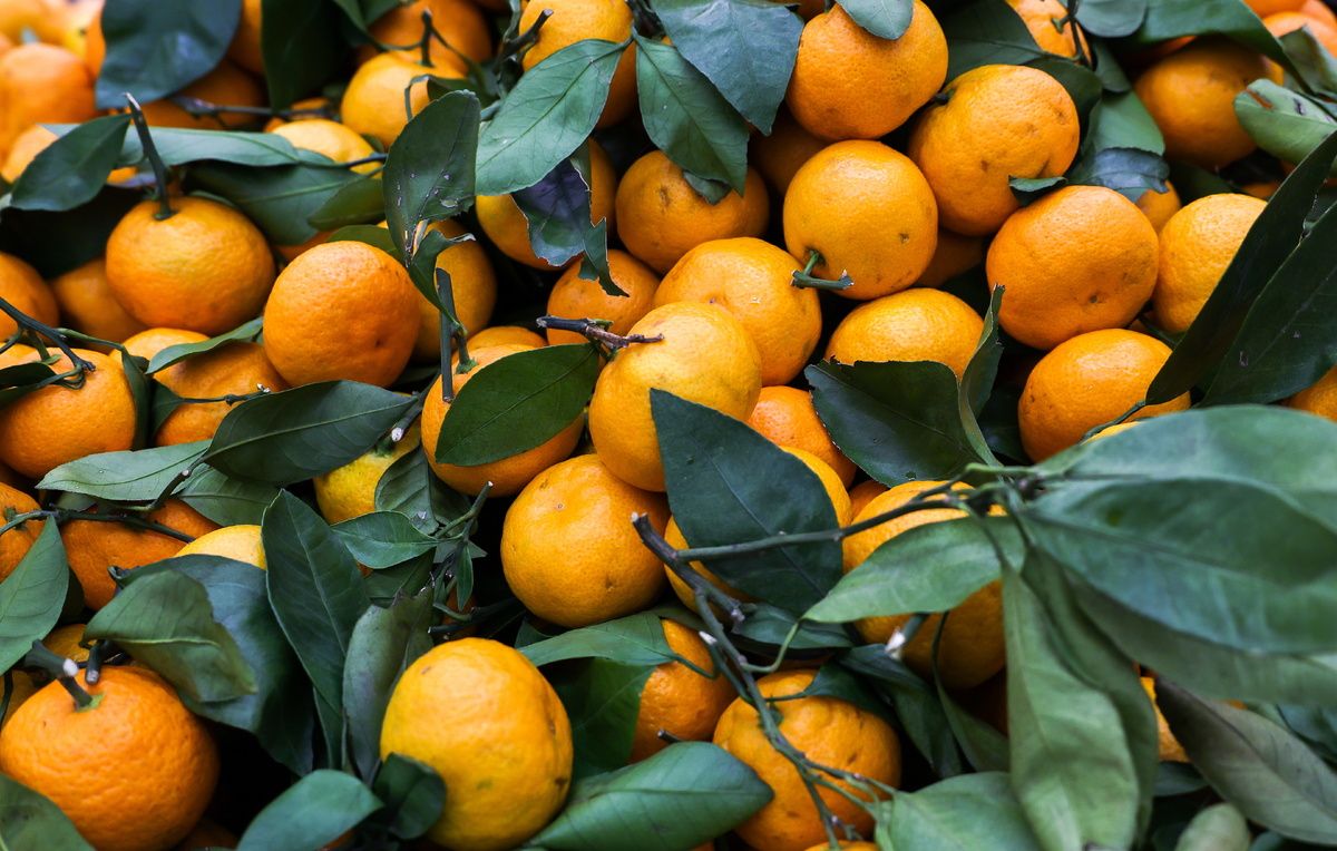 Мандарины без косточек: как выбрать и почему стоит попробовать