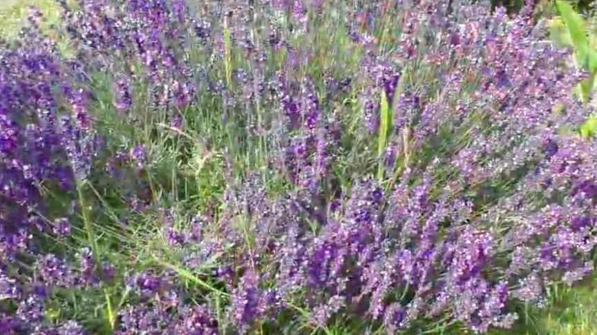 ����������� �����, ������� ������� ��� ��� �� ������ ����