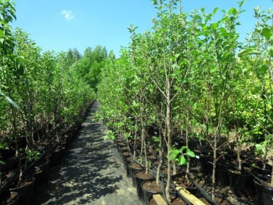 ����� ����� ������ ���: ����� ��� �����?