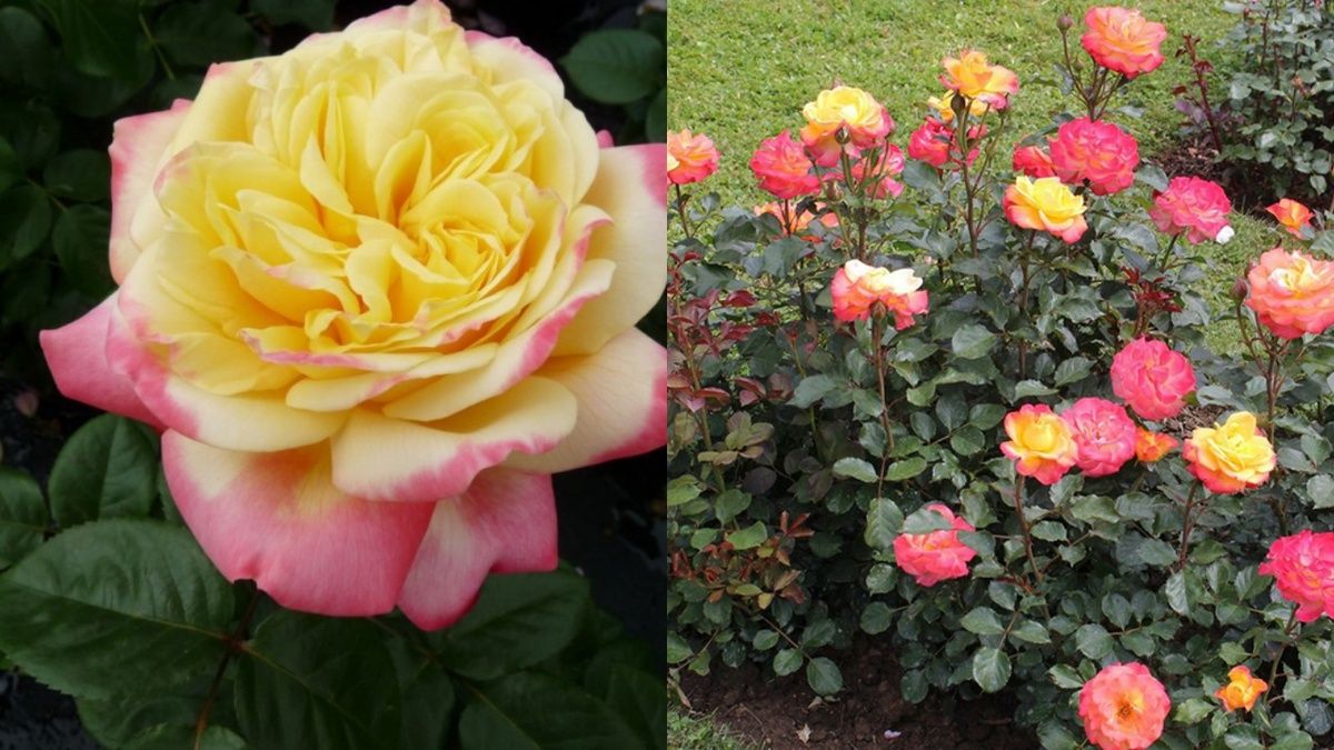 ������� ��������� ����� �� ������: 5 ������, ������� ������� ��� ���