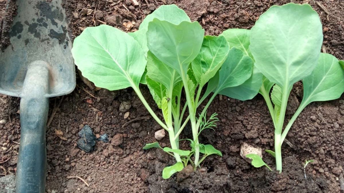 ����������� ������� ������ ������� �� ���������� ��� �����