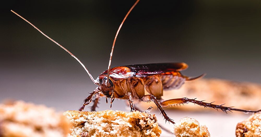 Гель Оффлайн Тараканофф: ваш надежный защитник от вредителей