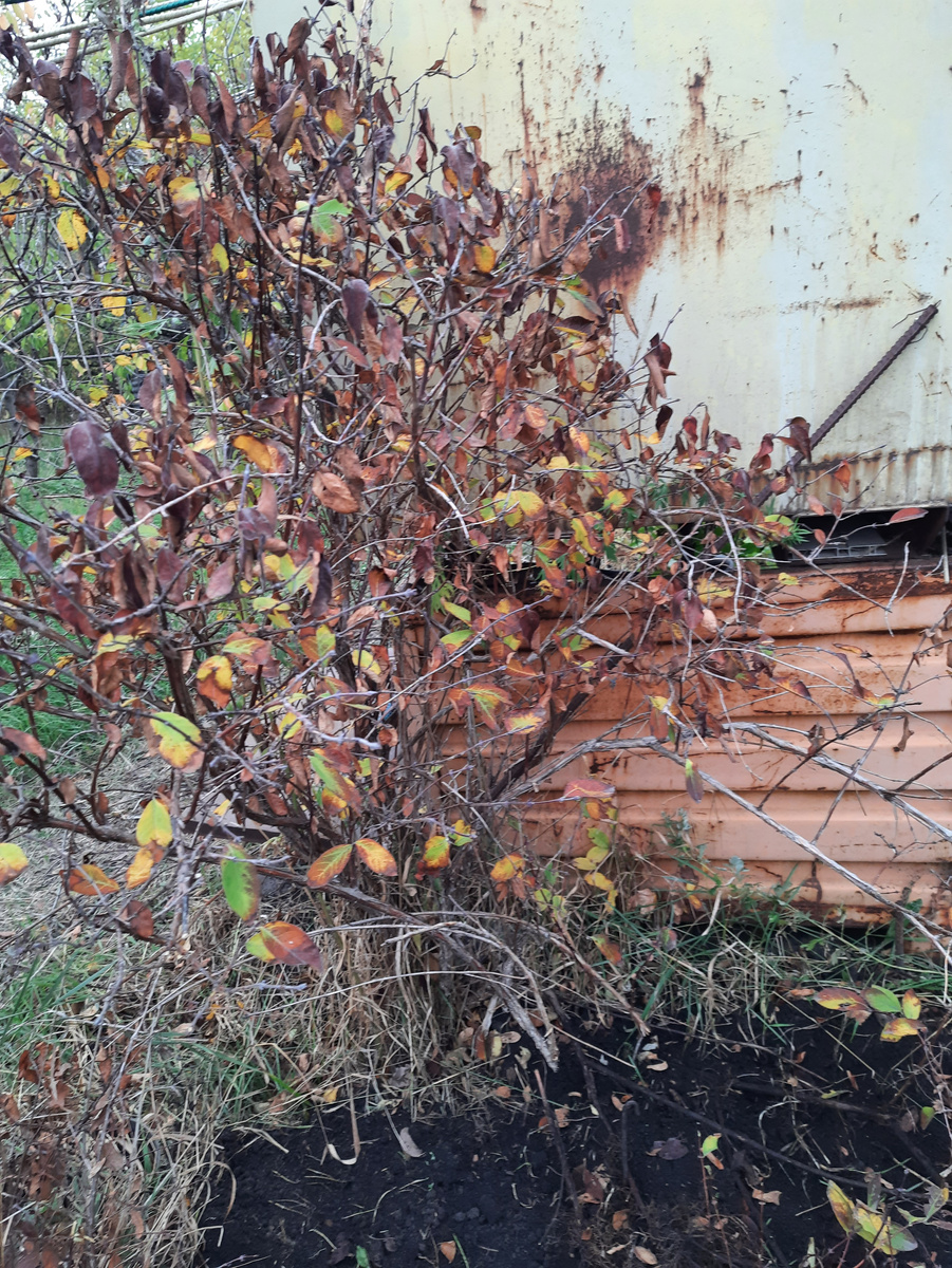 Как защитить жимолость от гусениц: советы для садоводов