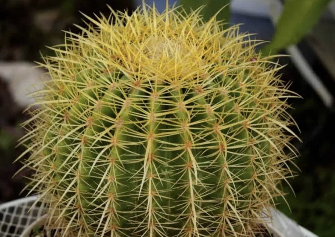 Как комнатные растения стали поклонниками алкогольных напитков