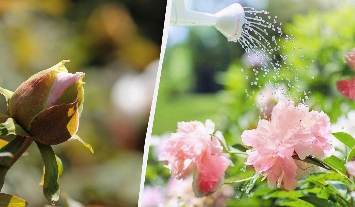 Почему ваши пионы не цветут: основные причины и советы для садоводов