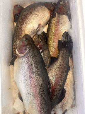 ���������� �����������: ����������� ������ �� �������� ����