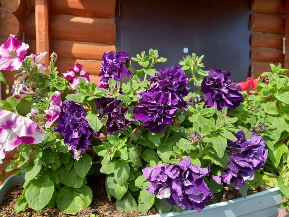 Как экономия может привести к мечте о своем доме