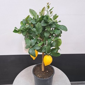 ��� ��������� ������ ����: ������������ ����������� ��� ����������