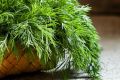 Ароматный укроп, который стал хитом зимних запасов