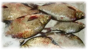 Простые секреты засолки леща: от выбора рыбы до идеального вкуса