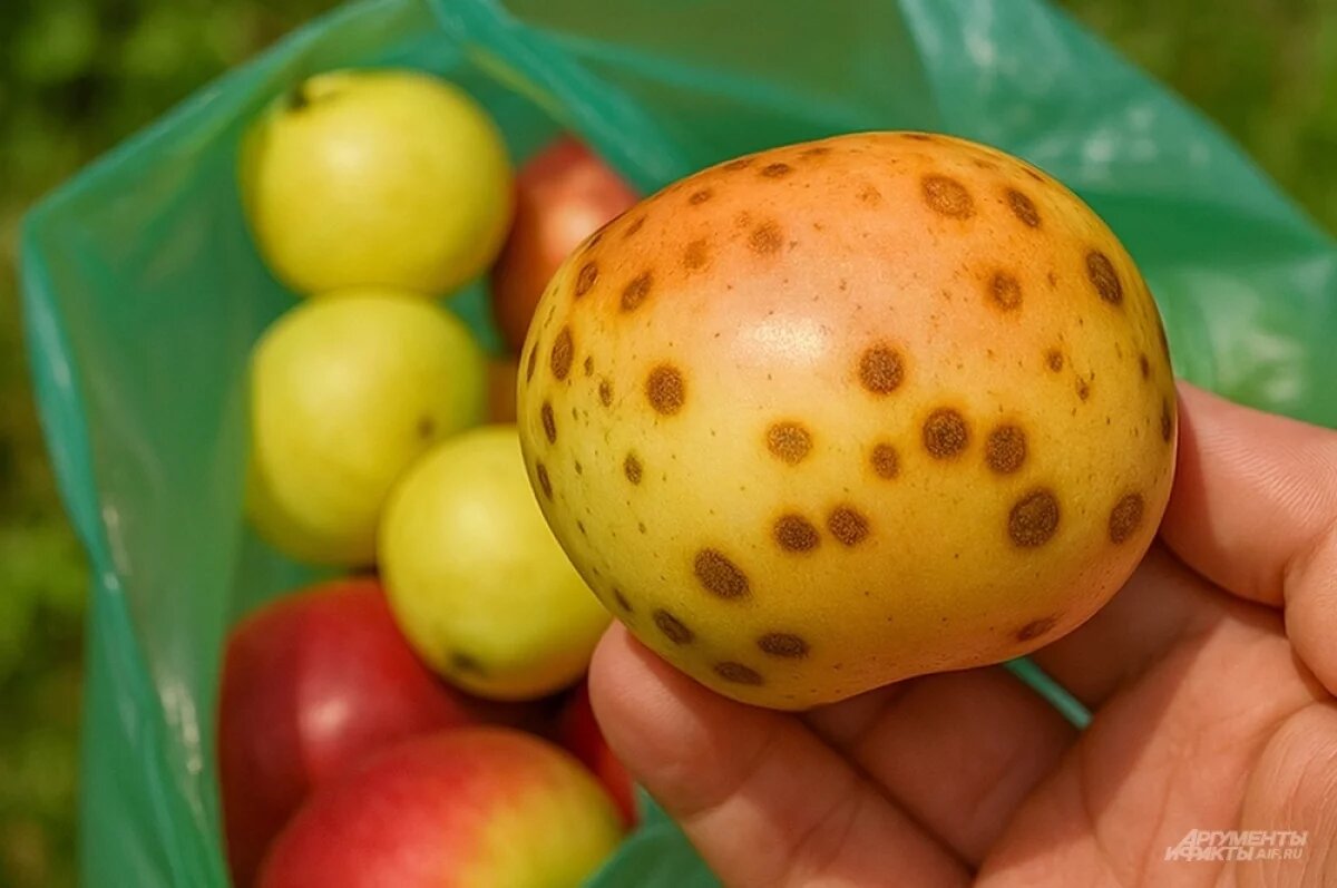Горькая ямчатость яблок: причины и решения проблемы