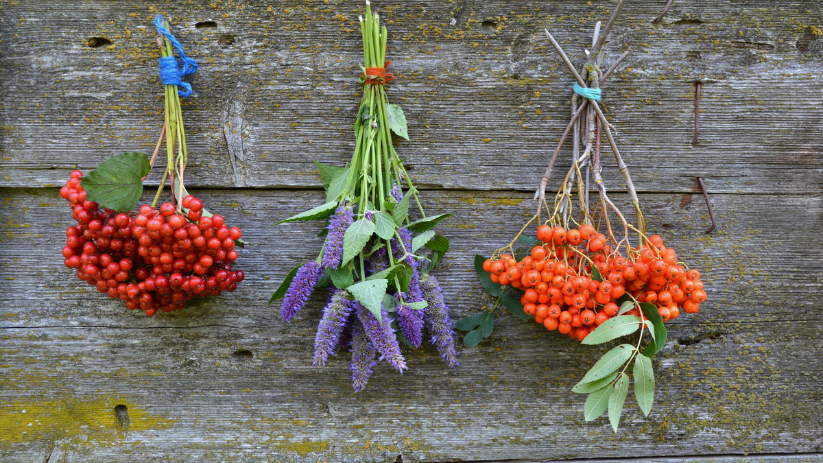 Секреты осени: как полезна калина и рябина для вашего стола