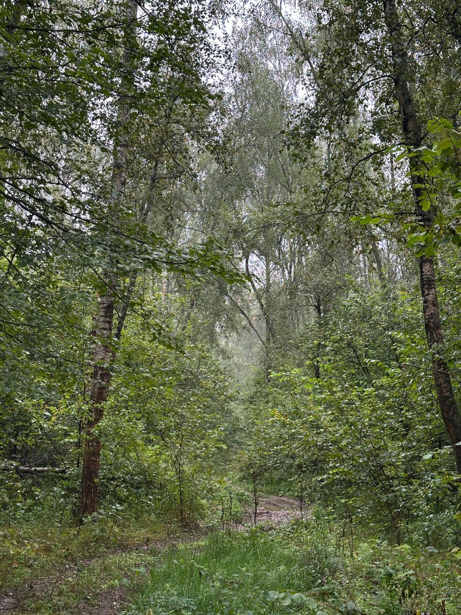 Грибы продолжаются: мониторинг