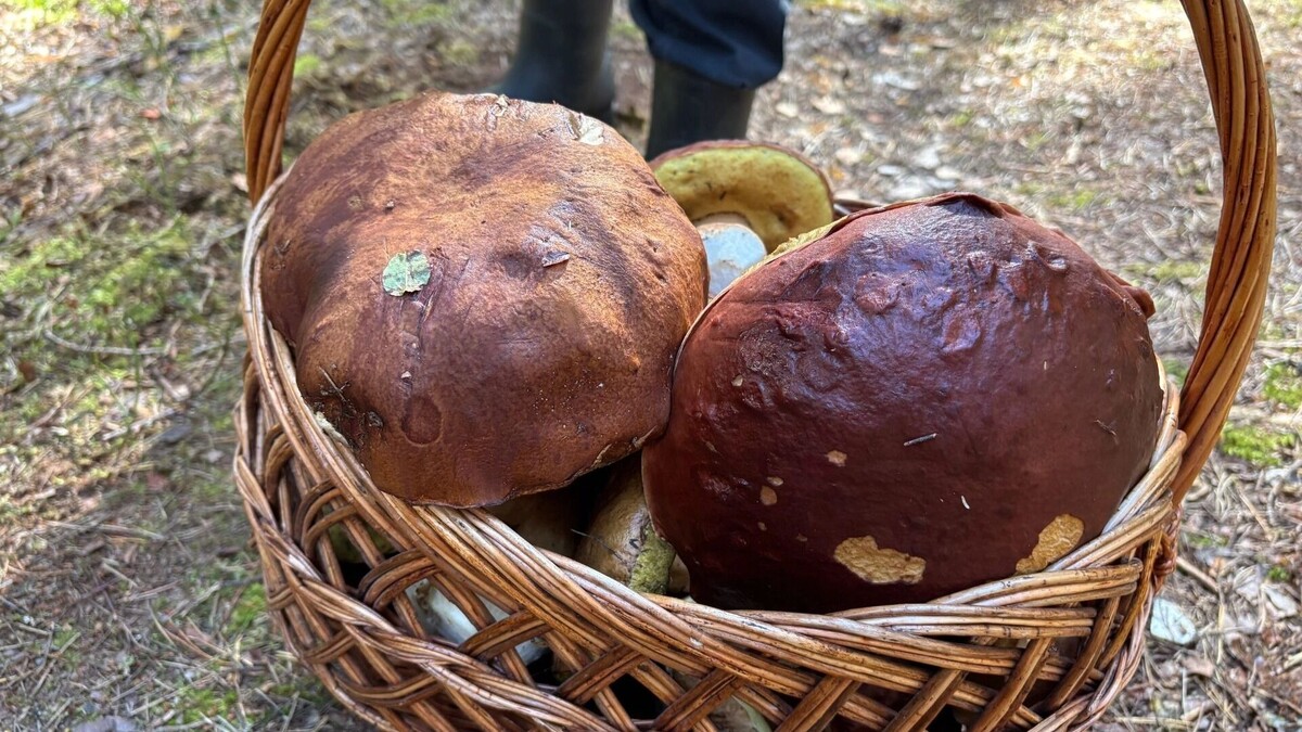 Грибная осень: какие съедобные находки ждут нижегородцев до холодов
