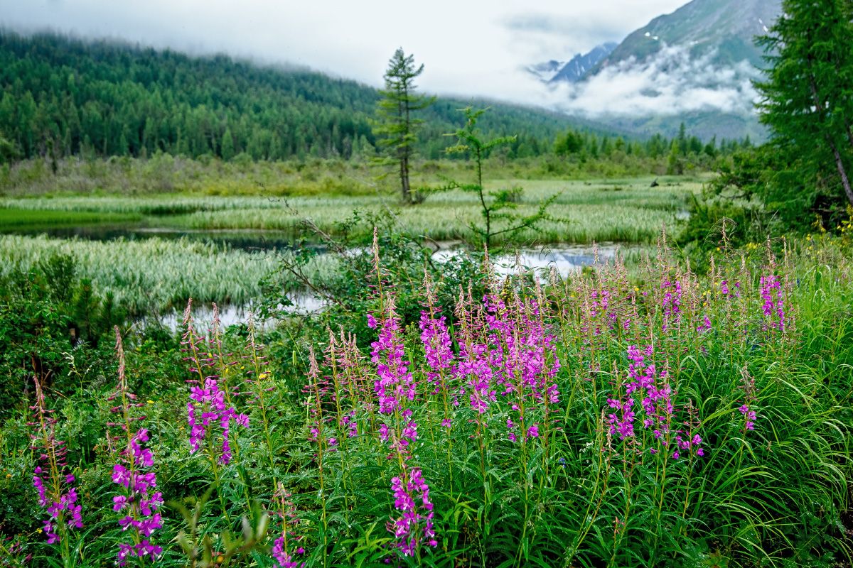 ����������� ���: ���������� ��������� ��������� �������