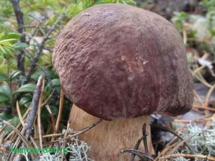 ������� ��� � ����� ����� ��������: ������ ������ �����������