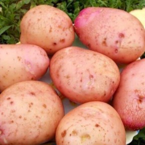 ��������� ����: �������� ����� ��� ����������� ������