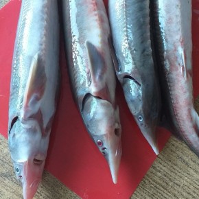 ��� ����� ������� ������ �� ��������� ����