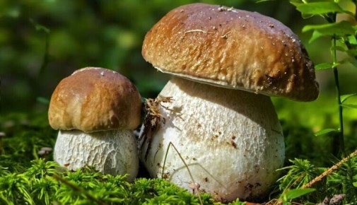 ������� �����: ���������� ������, ������� ������� ���� ����