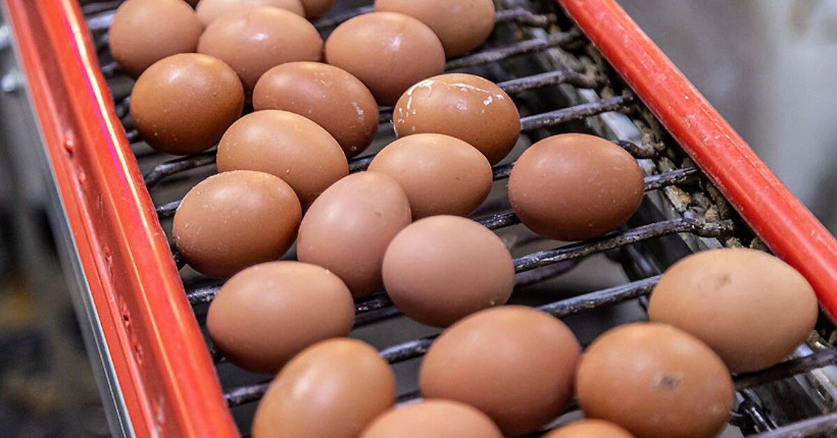 Как безопасно готовить яйца: советы от Роспотребнадзора